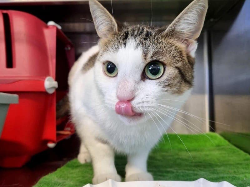 Elvi - Katze zur Adoption aus Hamburger Tierschutzverein