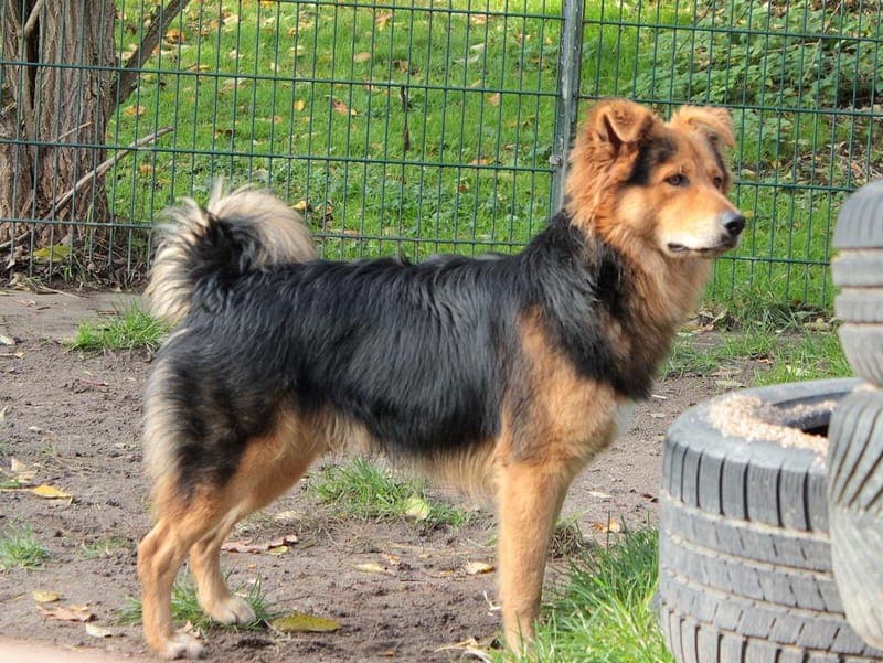 Erbse - Hund zur Adoption aus Hamburger Tierschutzverein