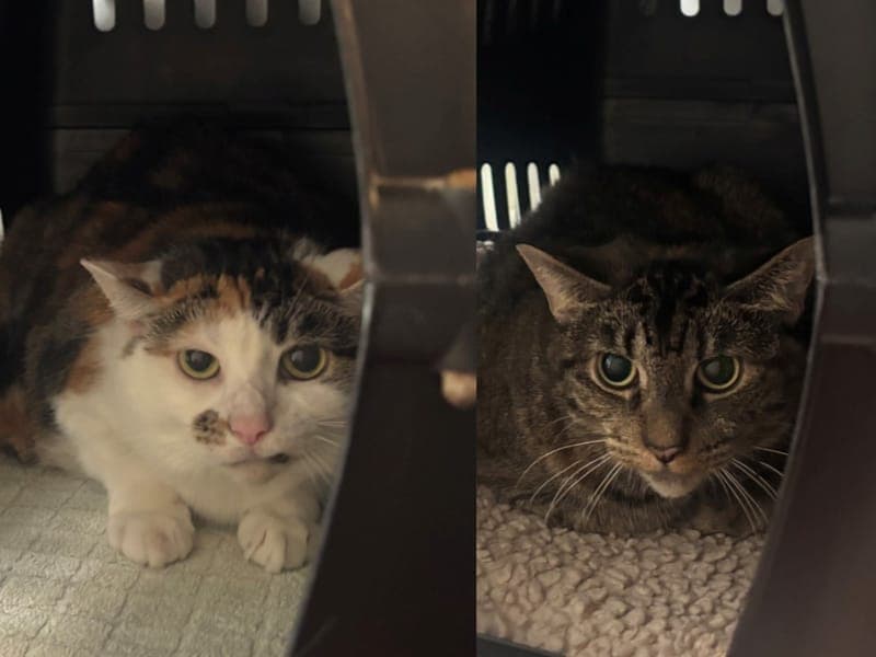 Erna & Edda - Katze zur Adoption aus Hamburger Tierschutzverein