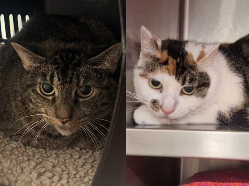 Erna & Edda - Katze zur Adoption aus Hamburger Tierschutzverein