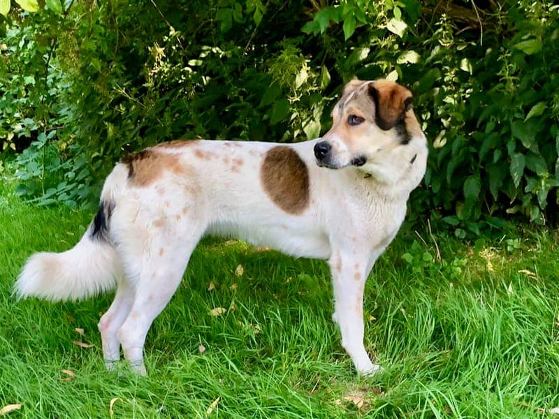 Esma - Hund zur Adoption aus Hamburger Tierschutzverein