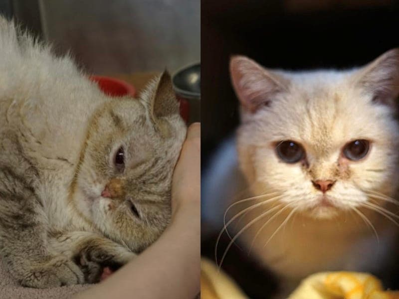 Eule & Milli - Katze zur Adoption aus Hamburger Tierschutzverein