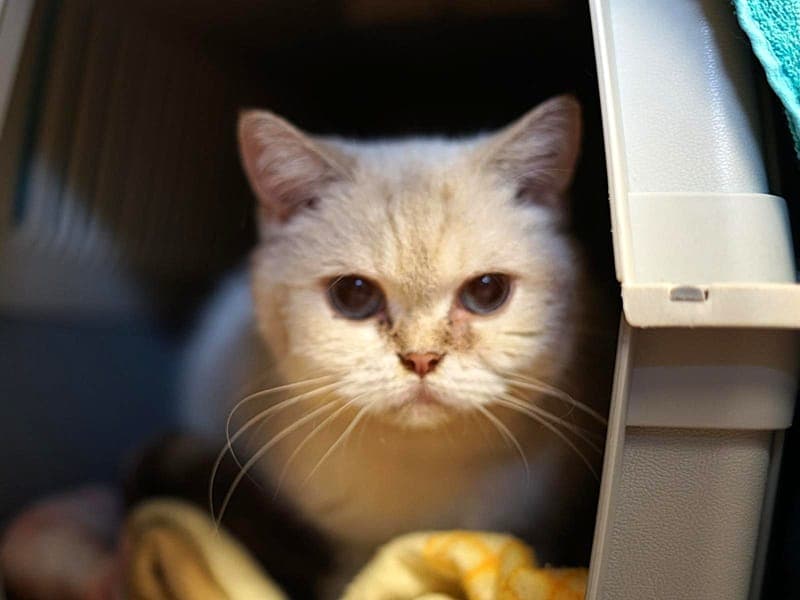 Eule - Katze zur Adoption aus Hamburger Tierschutzverein