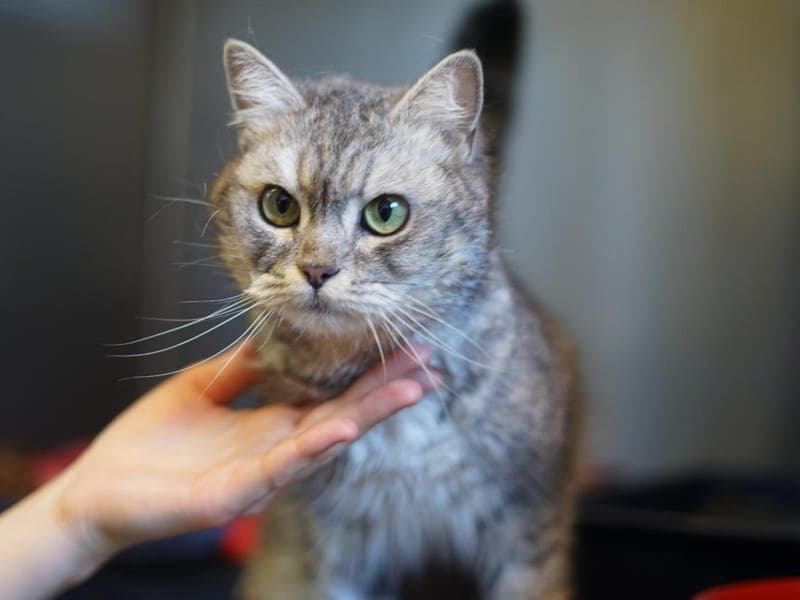 Felida - Katze zur Adoption aus Hamburger Tierschutzverein