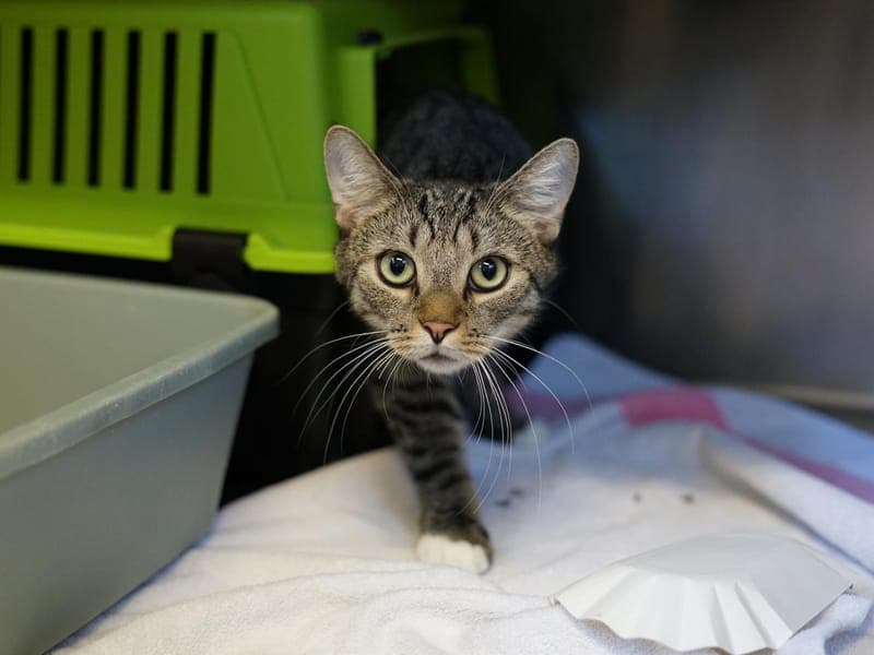 Felix - Katze zur Adoption aus Hamburger Tierschutzverein