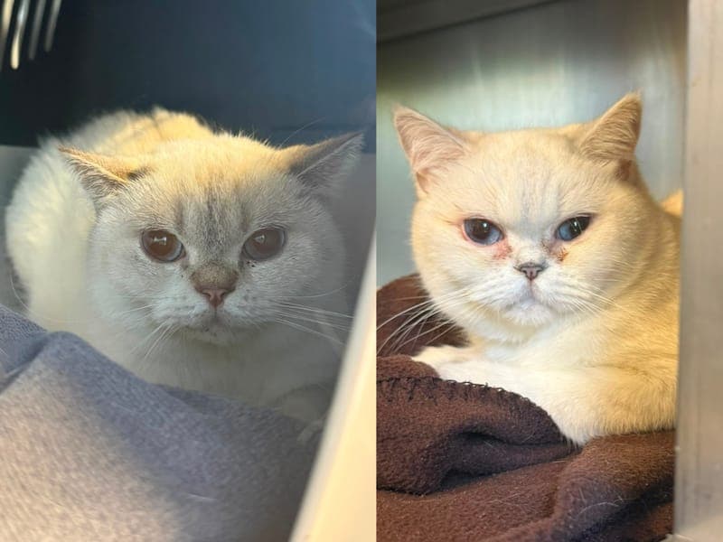 Feta & Olivia - Katze zur Adoption aus Hamburger Tierschutzverein
