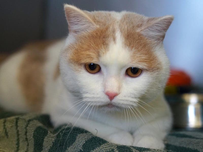 Fox - Katze zur Adoption aus Hamburger Tierschutzverein
