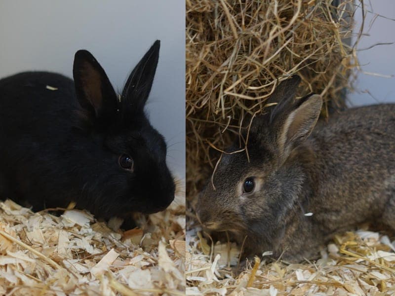 Frankie & Willy - Kleintier zur Adoption aus Hamburger Tierschutzverein