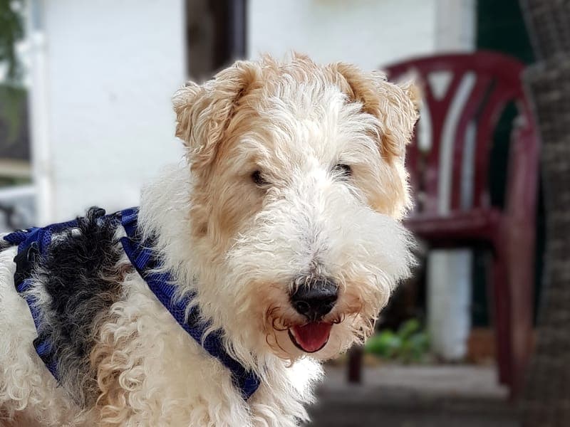Franzi - Hund zur Adoption aus Hamburger Tierschutzverein
