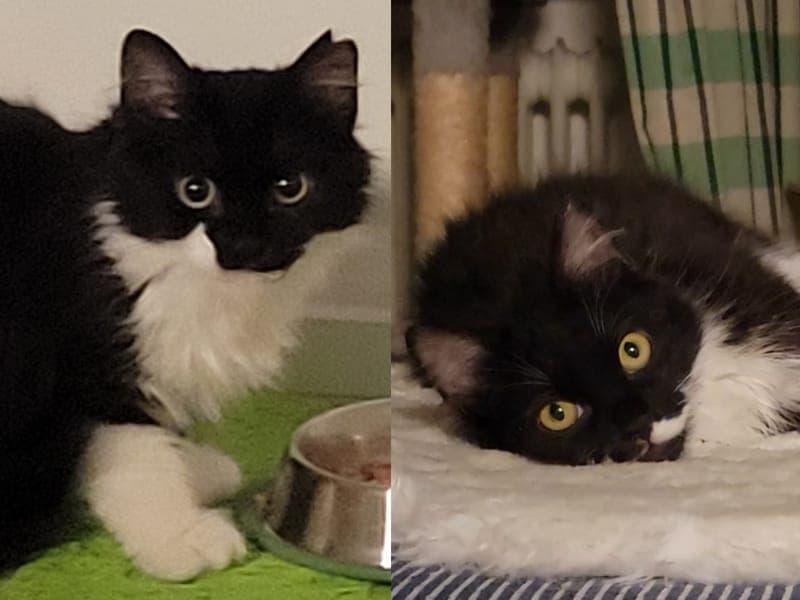 Frieda & Smilla - Katze zur Adoption aus Hamburger Tierschutzverein