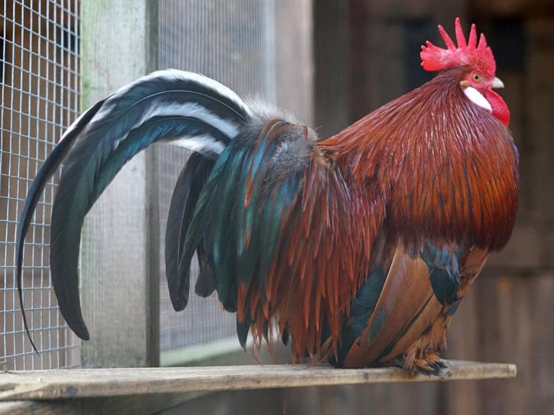 Geralt - Vogel zur Adoption aus Hamburger Tierschutzverein