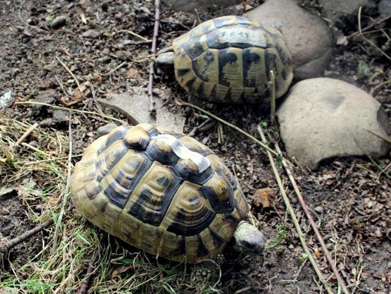 Griechische Landschildkröten - Exot zur Adoption aus Hamburger Tierschutzverein