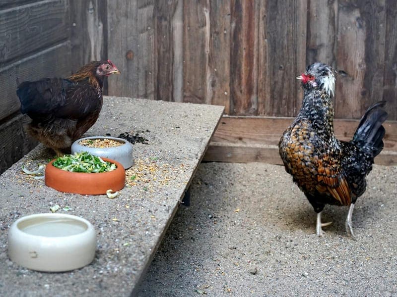 Hades & Trudi - Vogel zur Adoption aus Hamburger Tierschutzverein