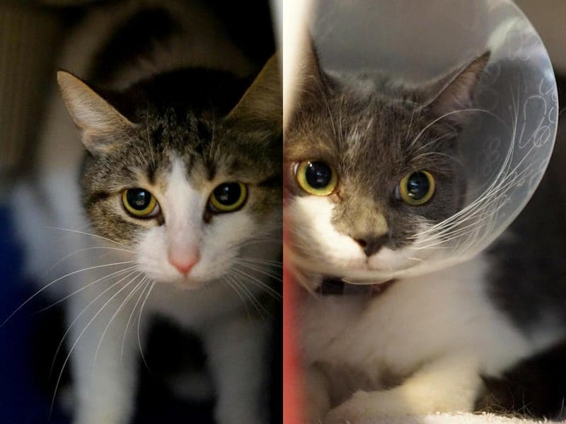 Hanni & Nanni - Katze zur Adoption aus Hamburger Tierschutzverein