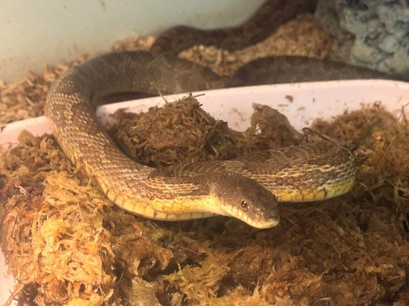 Hans - Exot zur Adoption aus Hamburger Tierschutzverein