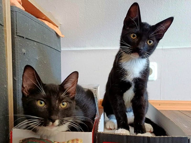Haribo und Knoppers - Katze zur Adoption aus Hamburger Tierschutzverein