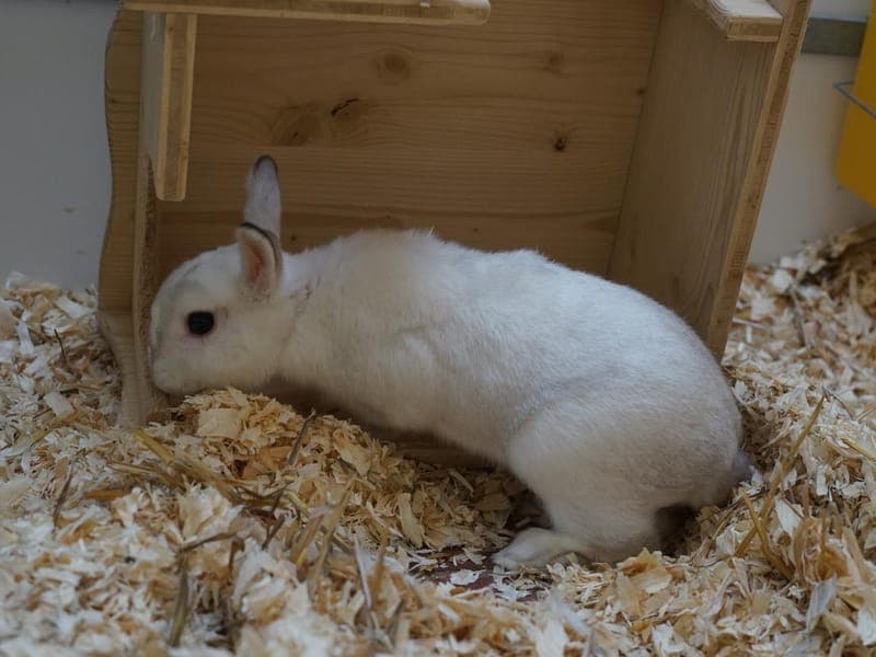 Harry P. - Kleintier zur Adoption aus Hamburger Tierschutzverein