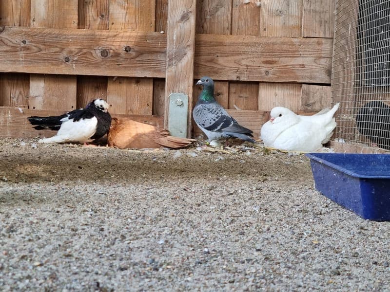 Haustauben - Vogel zur Adoption aus Hamburger Tierschutzverein