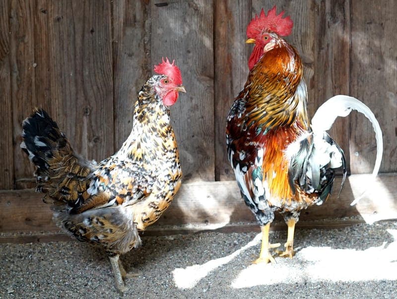 Heidi & Pollo - Vogel zur Adoption aus Hamburger Tierschutzverein