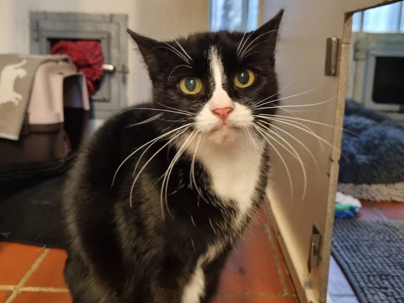 Helga - Katze zur Adoption aus Hamburger Tierschutzverein