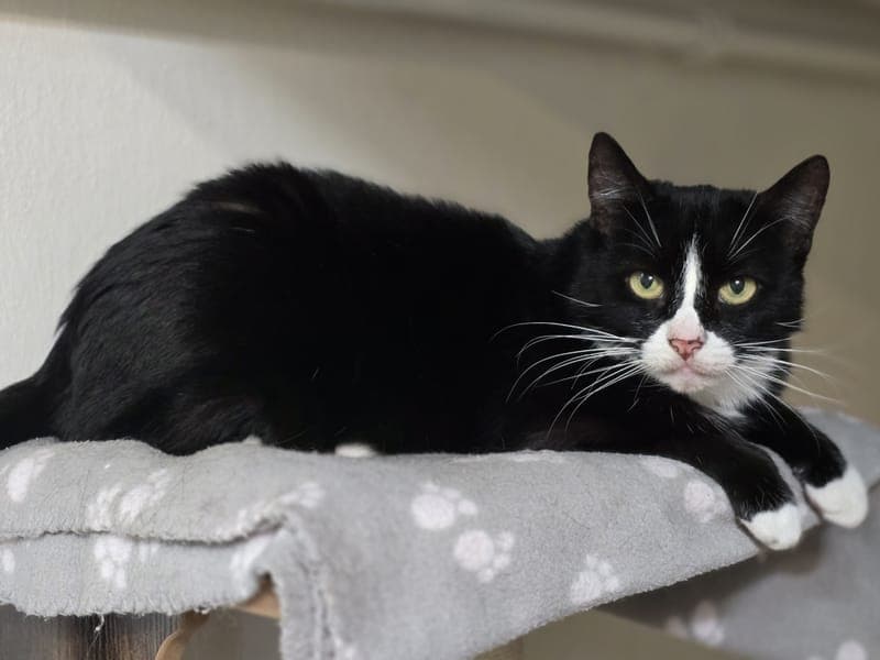 Helga - Katze zur Adoption aus Hamburger Tierschutzverein