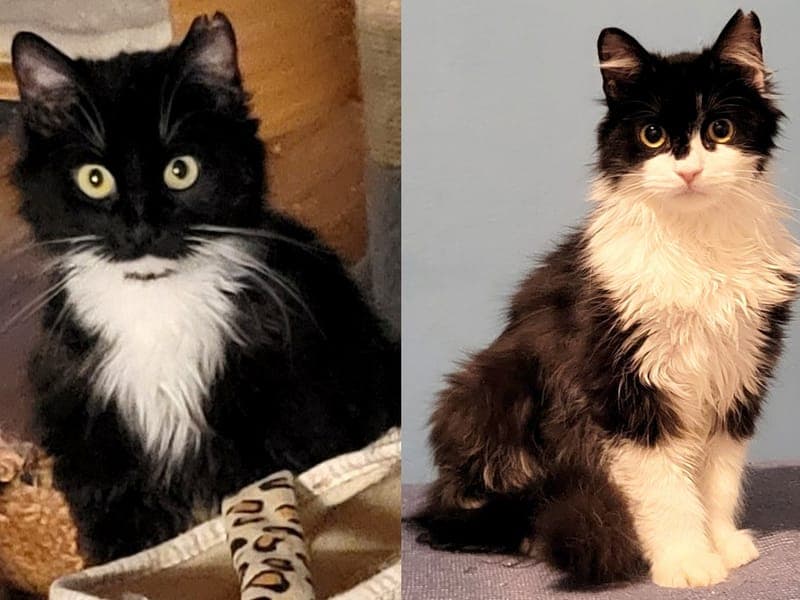 Hermine & Hanno - Katze zur Adoption aus Hamburger Tierschutzverein