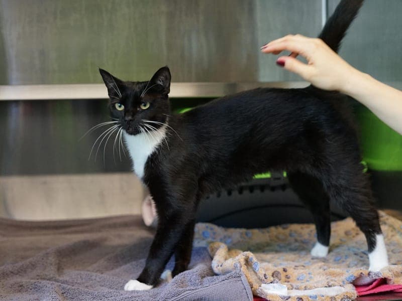 Holly - Katze zur Adoption aus Hamburger Tierschutzverein