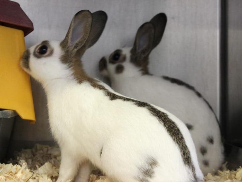 Isi & Memphis - Kleintier zur Adoption aus Hamburger Tierschutzverein