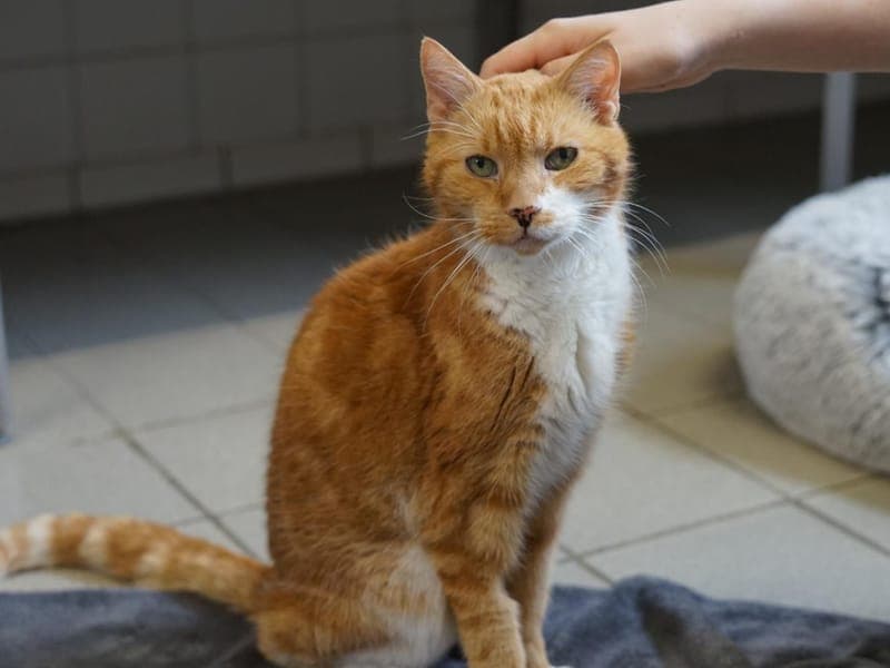 Jürgen - Katze zur Adoption aus Hamburger Tierschutzverein