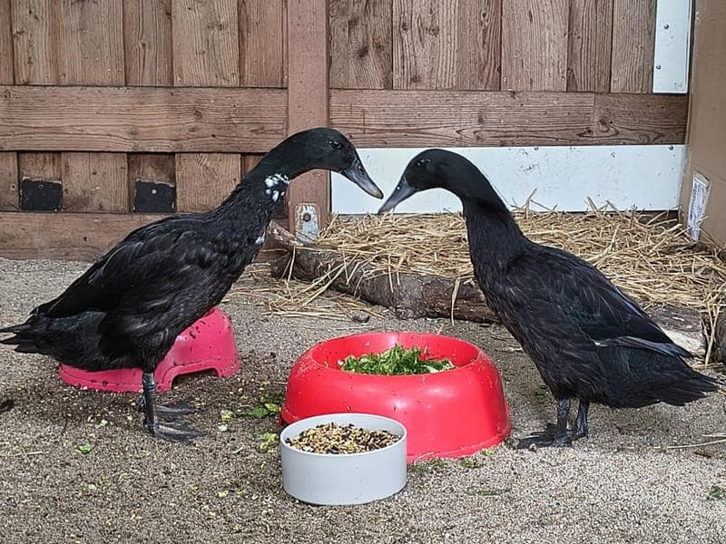 Kiki und Lotto - Vogel zur Adoption aus Hamburger Tierschutzverein