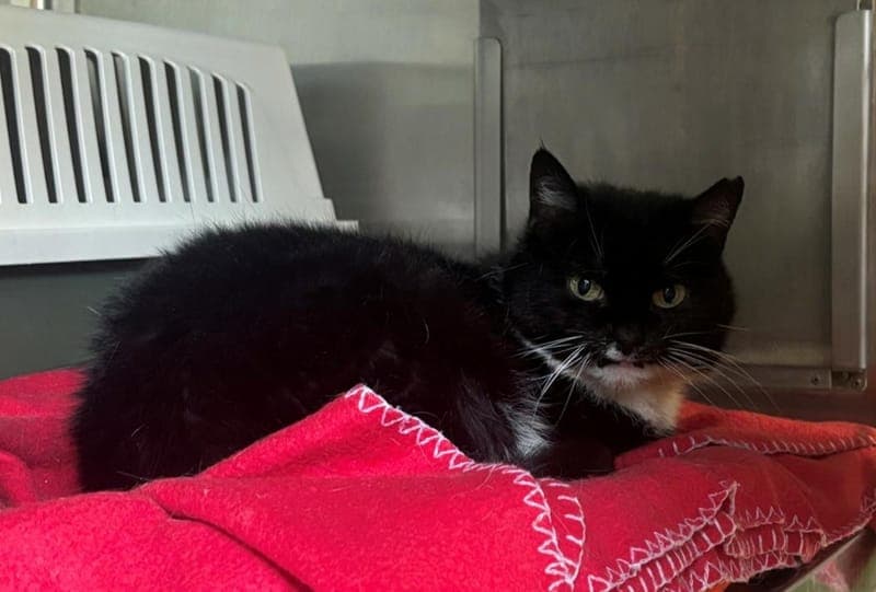 Kimba - Katze zur Adoption aus Hamburger Tierschutzverein