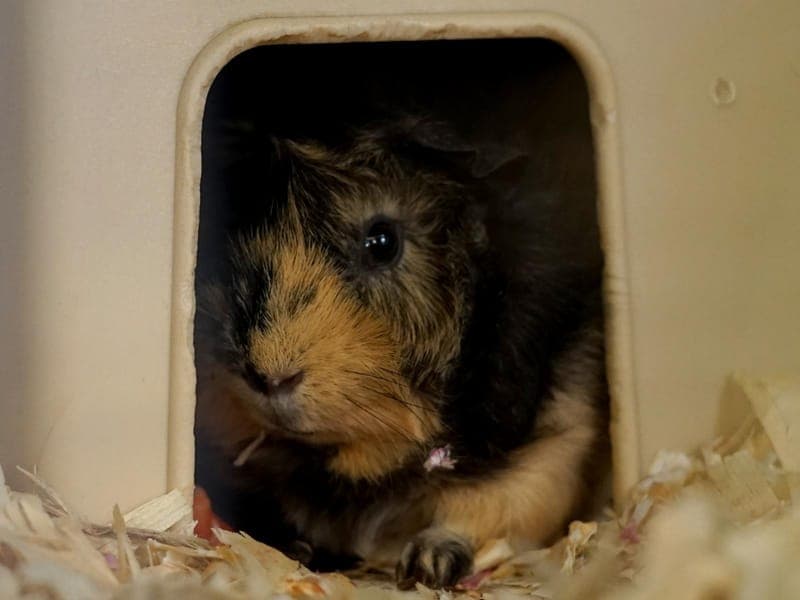 Krümel - Kleintier zur Adoption aus Hamburger Tierschutzverein
