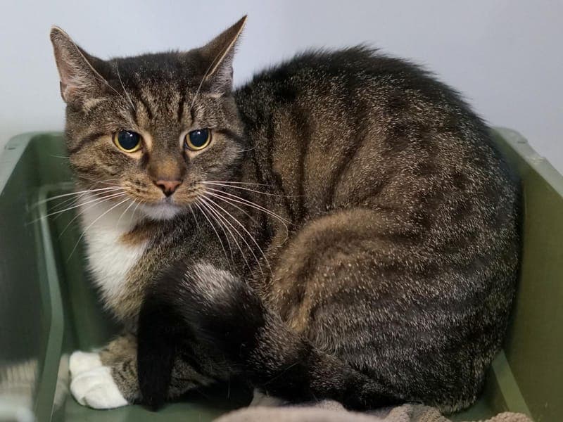 Kurt - Katze zur Adoption aus Hamburger Tierschutzverein