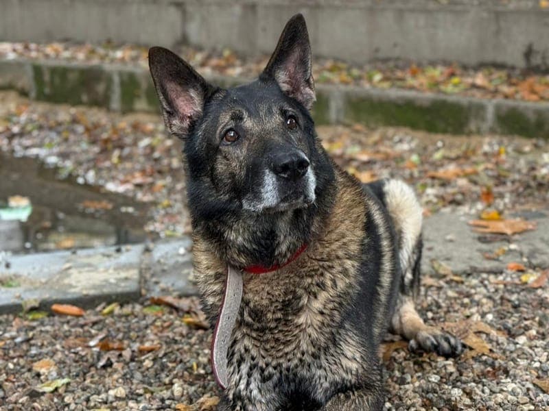 Lago - Hund zur Adoption aus Hamburger Tierschutzverein