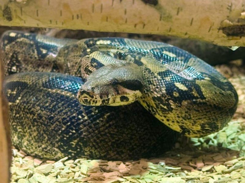 Laura - Exot zur Adoption aus Hamburger Tierschutzverein