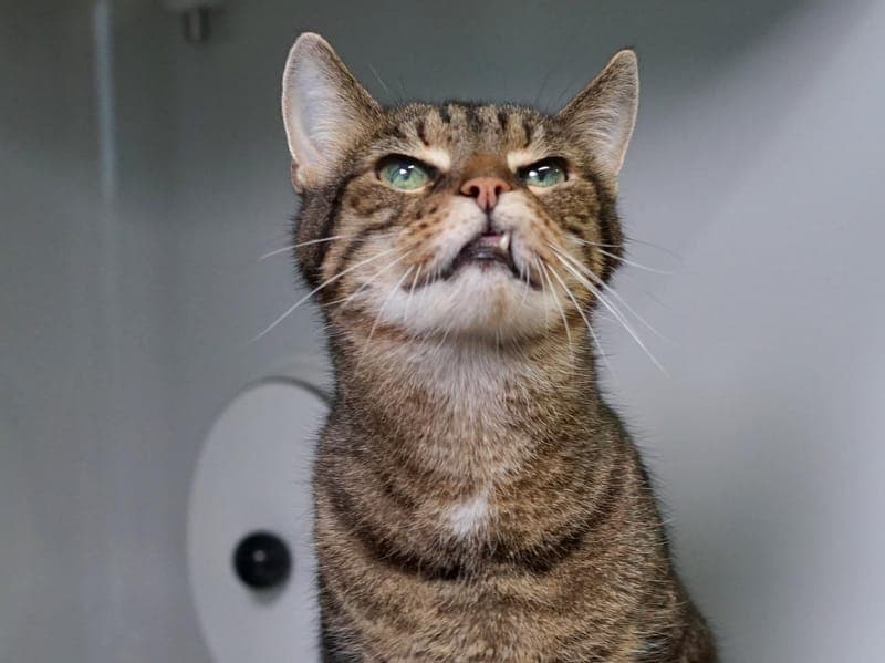 Leftie - Katze zur Adoption aus Hamburger Tierschutzverein