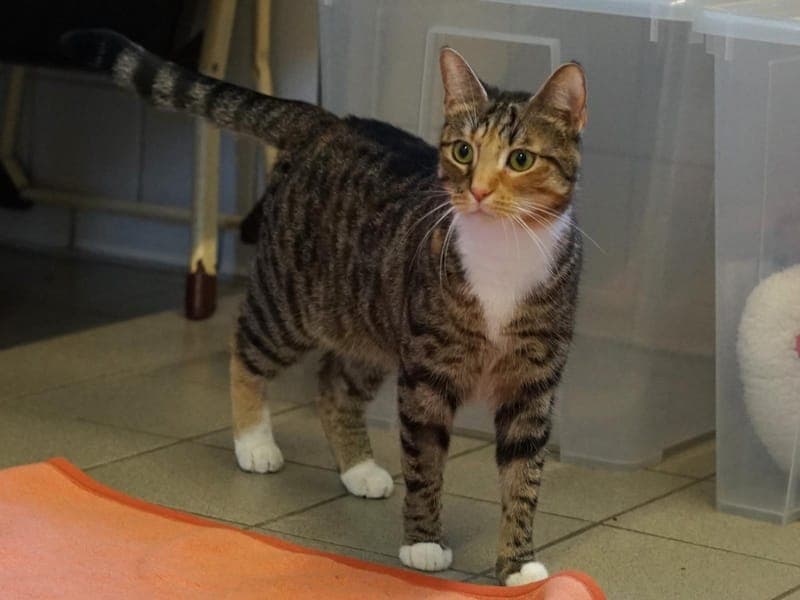 Leni - Katze zur Adoption aus Hamburger Tierschutzverein