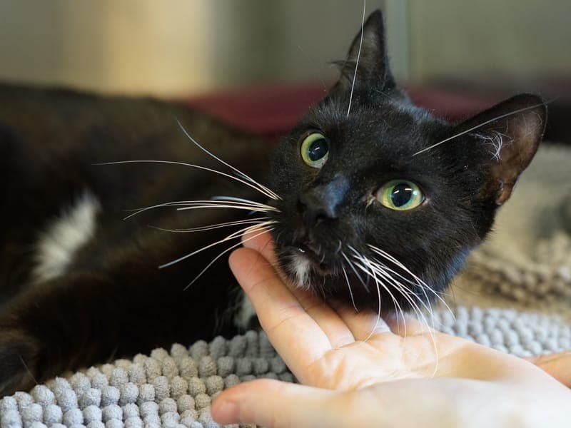 Letti - Katze zur Adoption aus Hamburger Tierschutzverein