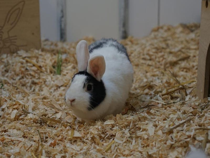 Lizzy - Kleintier zur Adoption aus Hamburger Tierschutzverein