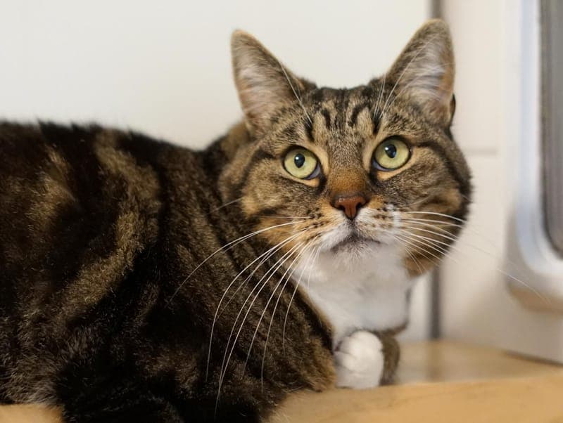 Lola - Katze zur Adoption aus Hamburger Tierschutzverein