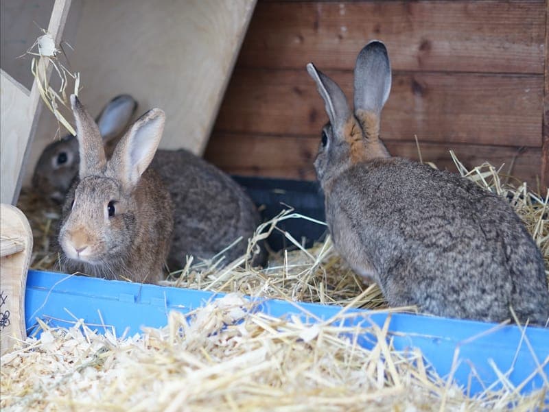 Lola - Kleintier zur Adoption aus Hamburger Tierschutzverein