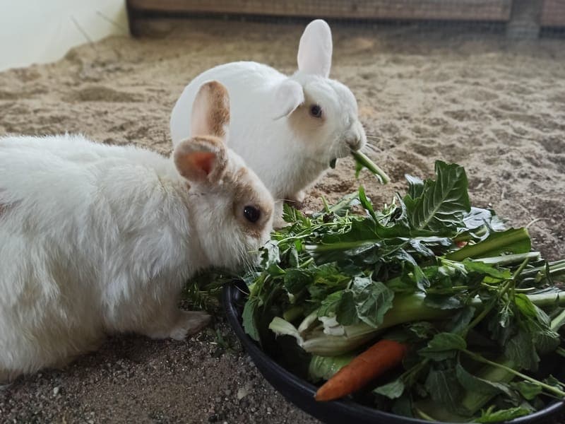 Lolly & Bunnyjamin - Kleintier zur Adoption aus Hamburger Tierschutzverein