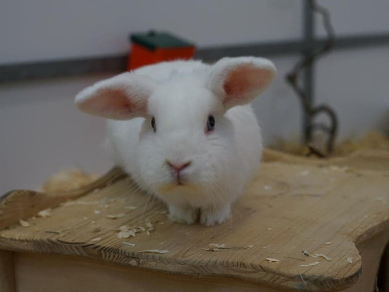 Lolly - Kleintier zur Adoption aus Hamburger Tierschutzverein