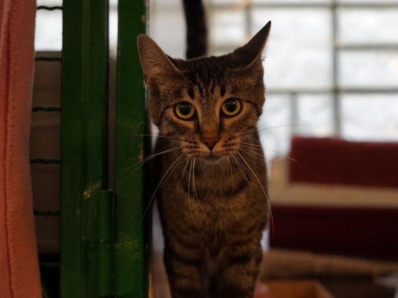Lore - Katze zur Adoption aus Hamburger Tierschutzverein