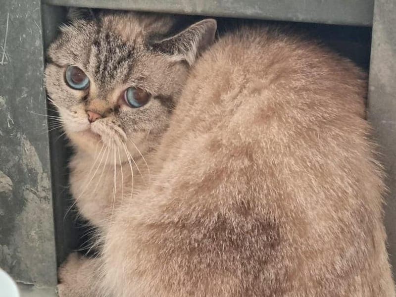 Lotta - Katze zur Adoption aus Hamburger Tierschutzverein