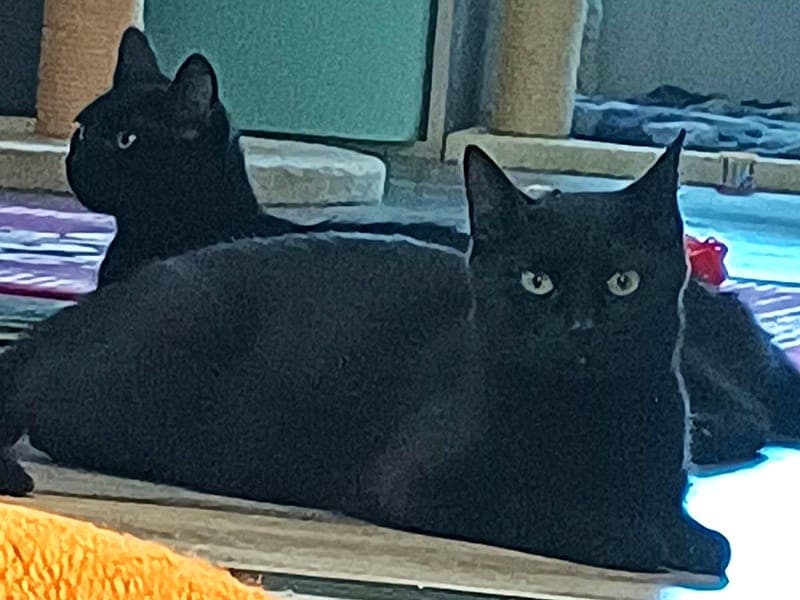 Louise und Annie - Katze zur Adoption aus Hamburger Tierschutzverein