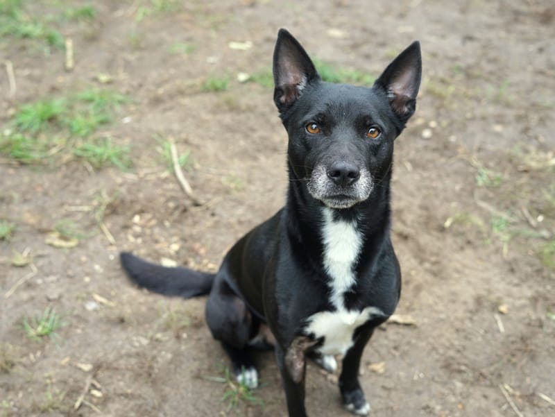 Lucky - Hund zur Adoption aus Hamburger Tierschutzverein