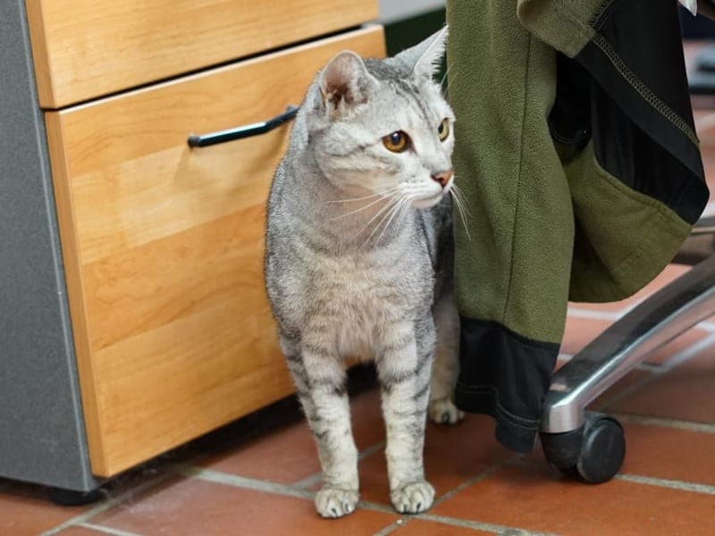 Ludwig - Katze zur Adoption aus Hamburger Tierschutzverein