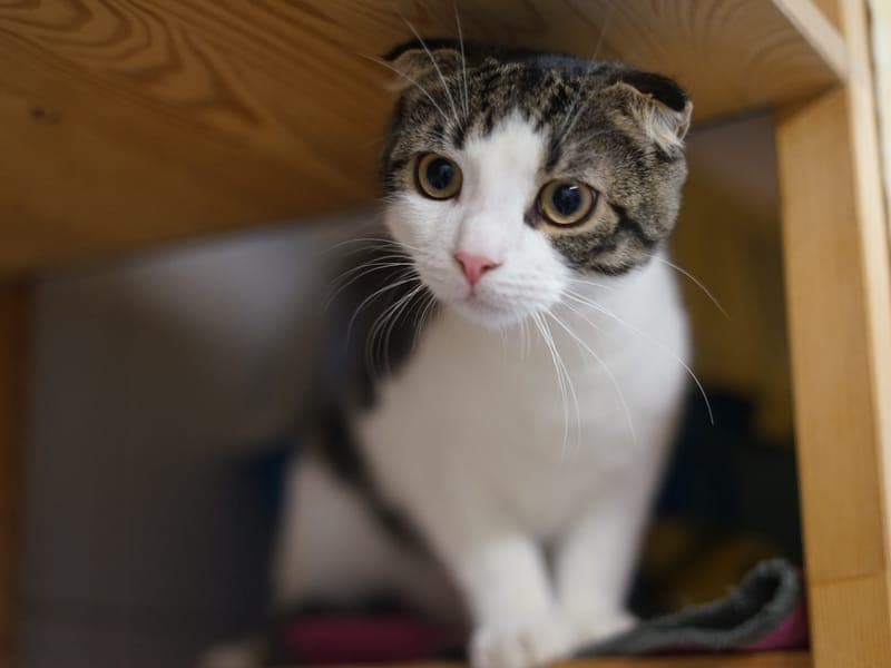 Macadamio - Katze zur Adoption aus Hamburger Tierschutzverein