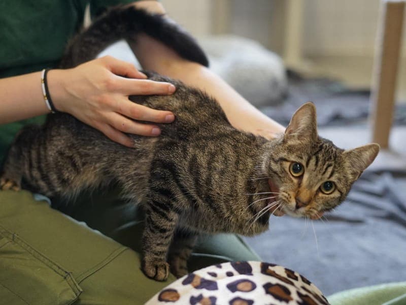 Malou - Katze zur Adoption aus Hamburger Tierschutzverein